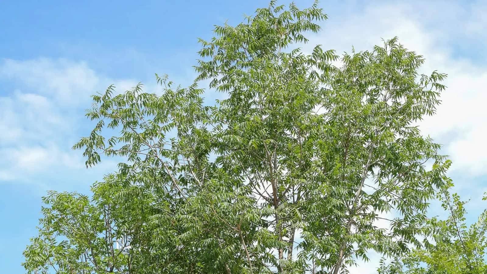 Fannin Tree Farm