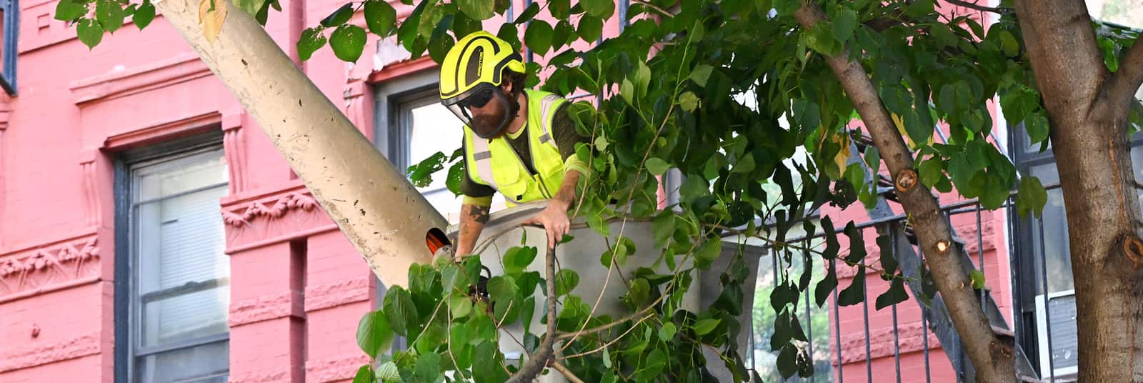 Commercial Tree Services