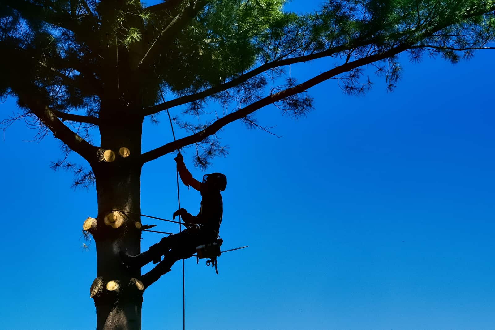 Tree Care and Maintenance