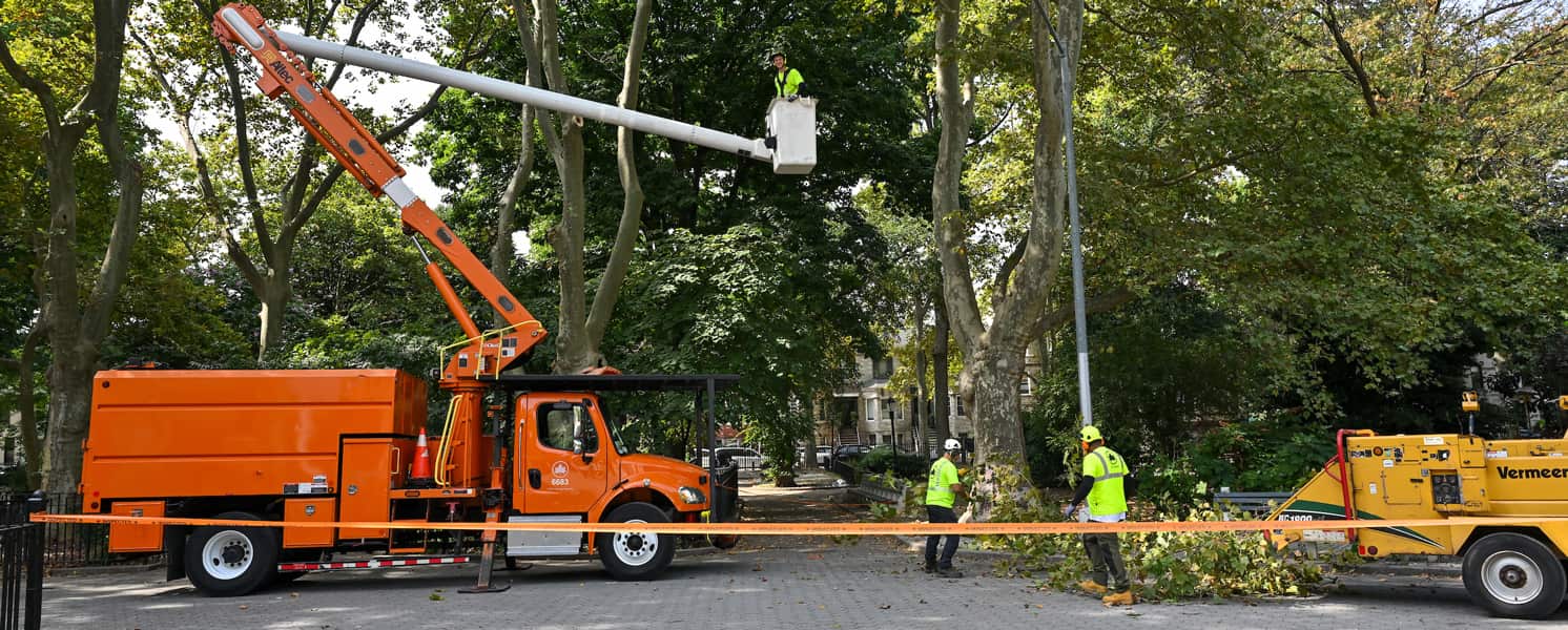 Tree Installation
