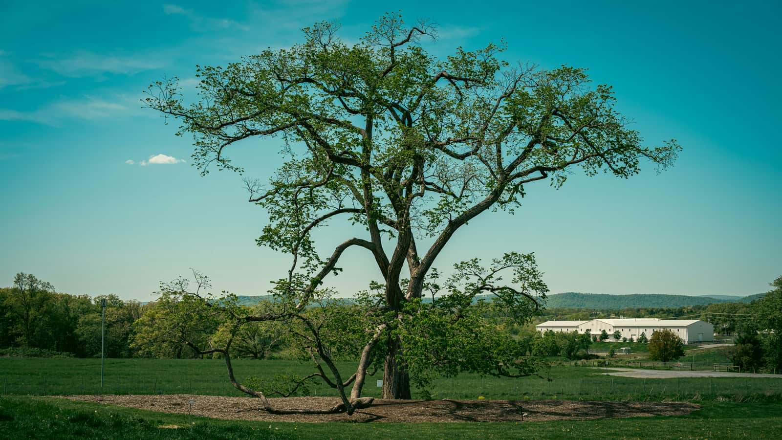 Tree Selection Consultation