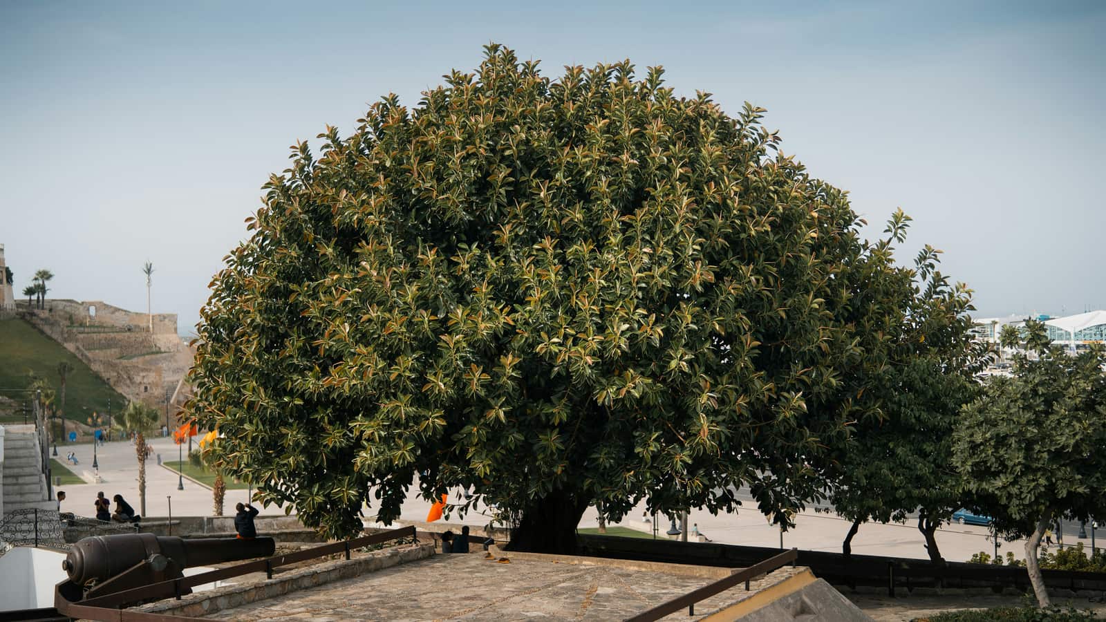 Tree Supply