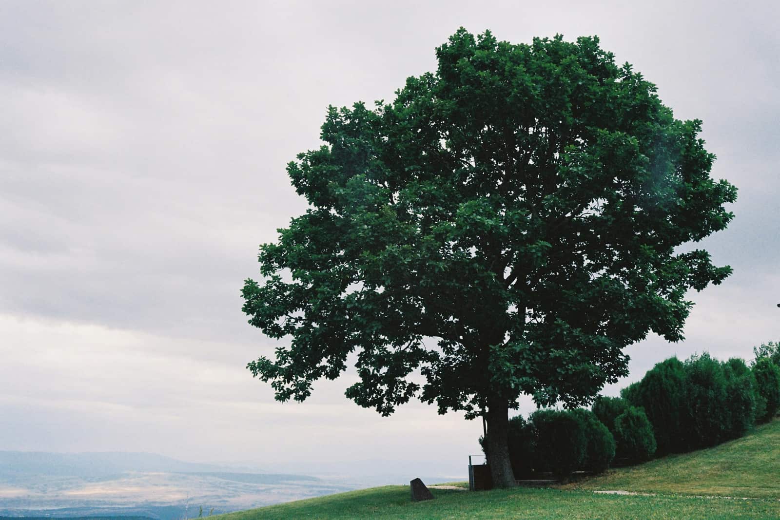 Tree Transplanting